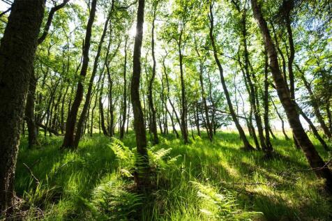 Woodland