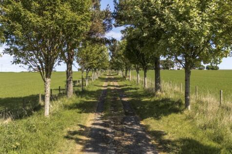 Tree-Lined Driveway