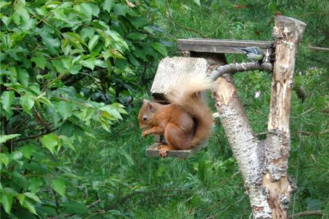Red Squirrel