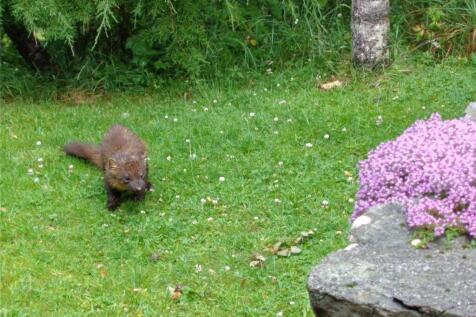 Pine Martin