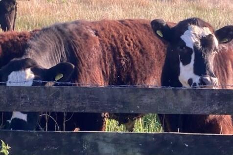 Friendly neighbours!