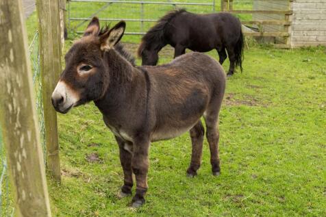 Five Sisters Zoo located in West Calder