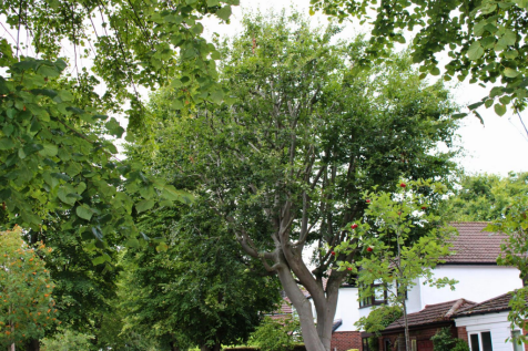 Southdown_cr_13 (14).png