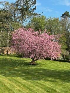 Cherry blossom.jpg