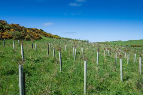 New tree planting