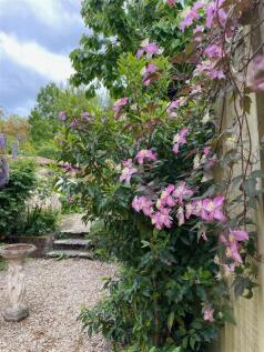 wisteria1.jpg
