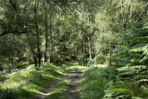 Oak Woodland