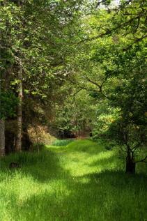 Woodland Trails
