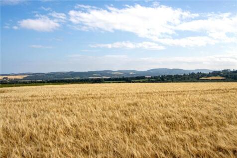 Barley