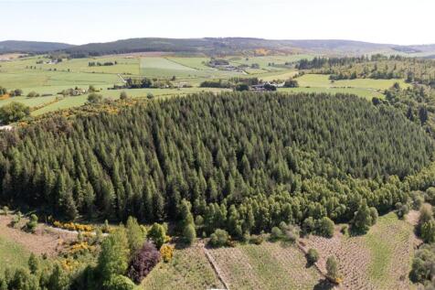 Commercial Conifers
