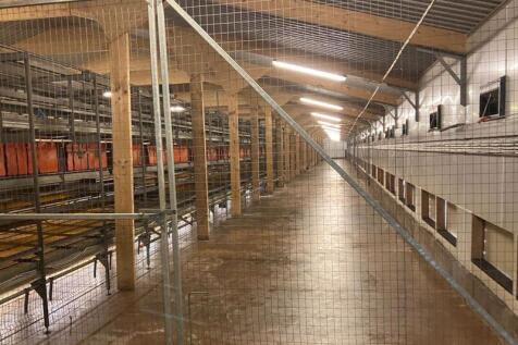 Chicken Shed Interior