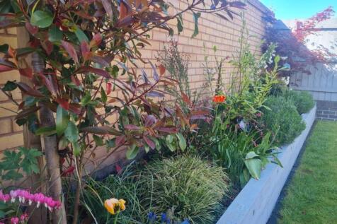 garden blackberry