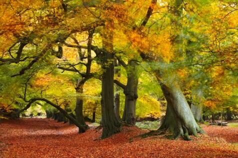 Ashridge 