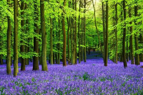 Ashridge 