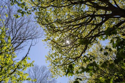 Woodland