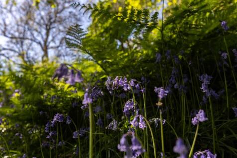 Woodland