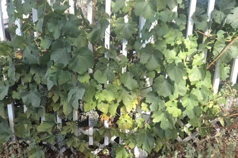 Property Image 36