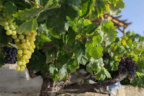 Garden Grapes