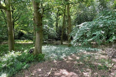 Bluebell Wood