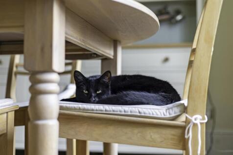 Cat on Chair