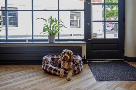 Dog Friendly