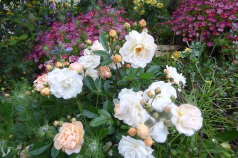 Rose garden