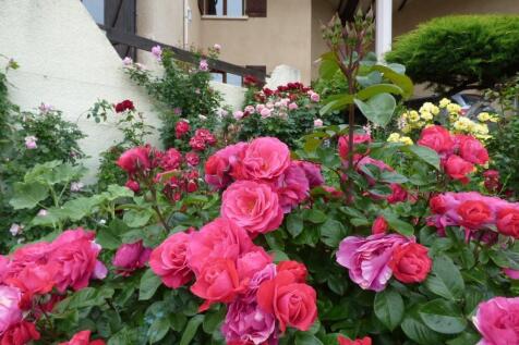 Rose garden