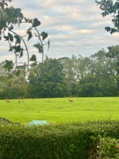 Wildlife