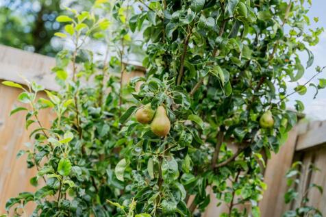 Property Image 32
