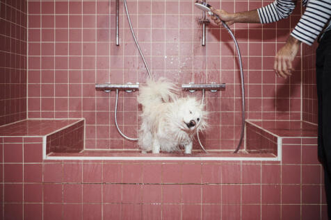 Lifestyle Momento Pet Spa