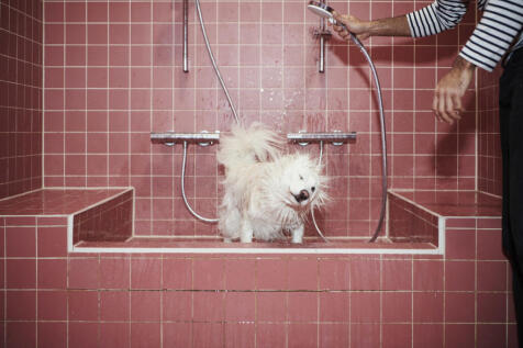 Lifestyle Momento Pet Spa