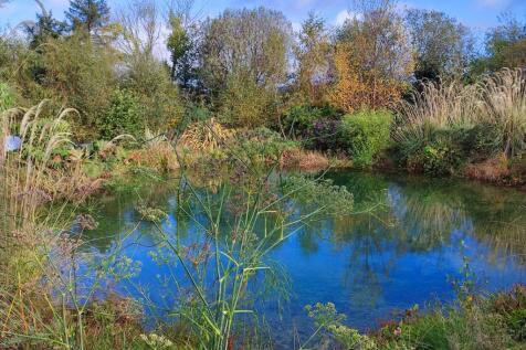 Pond