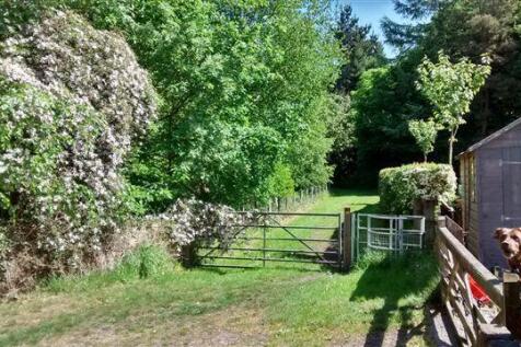 Clematis and Ruby 13 May 2025.jpg