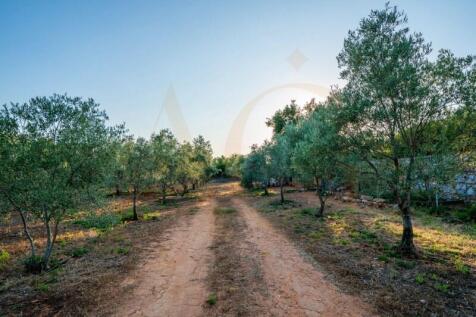 Olive Trees