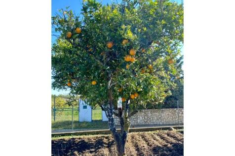 Land, cultivation area