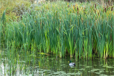 Springfield Village - Pond 2