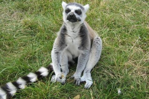 Reaseheath Mini Zoo