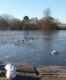 Nantwich lake 