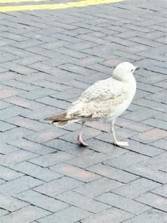 IMG_4784.jpeg