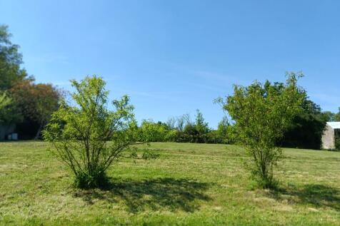 Peach trees
