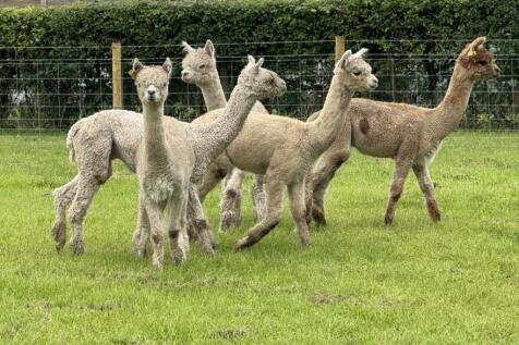 Alpacas