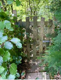 Back garden