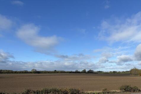 poppy field view image