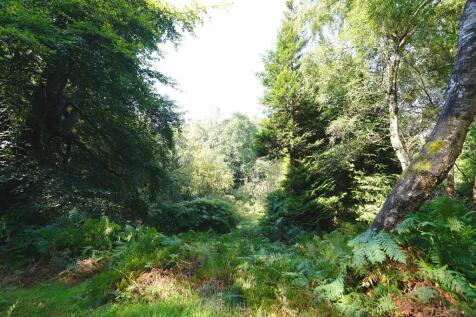 The Woods