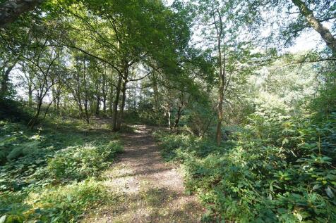 The Woods
