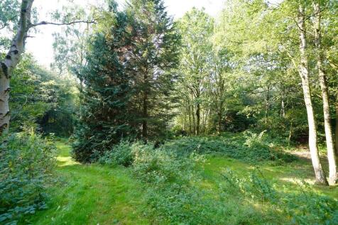 The Woods