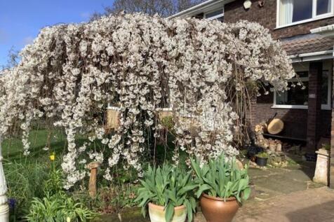 Courtesy of selle...