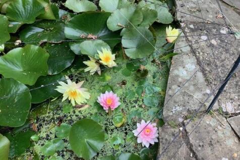 Courtesy of selle...