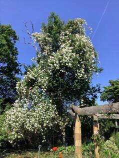 Courtesy of selle...