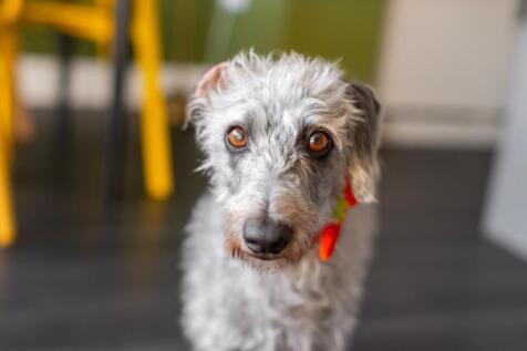 2O4PHCBH - Kitchen Diner A.jpg